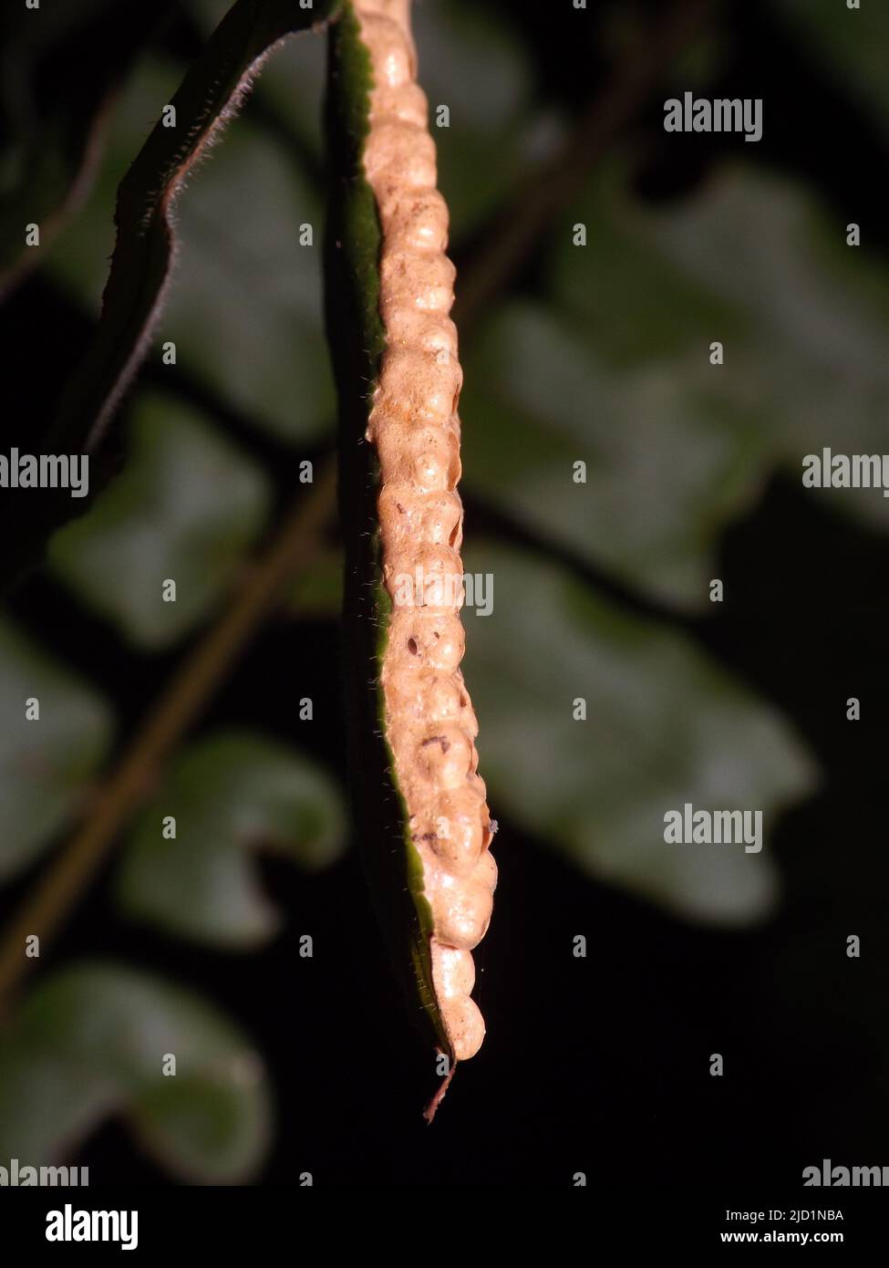 side view of an Ootheca insect egg mass hanging from a leaf from the