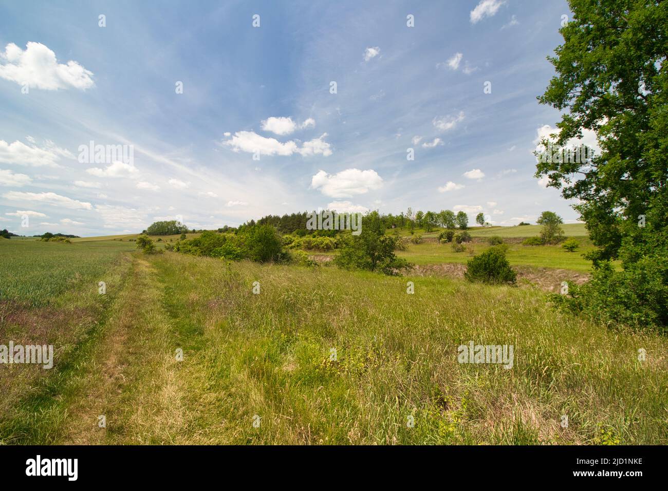 A dusty path around field in spring day under blue sky with clouds ...