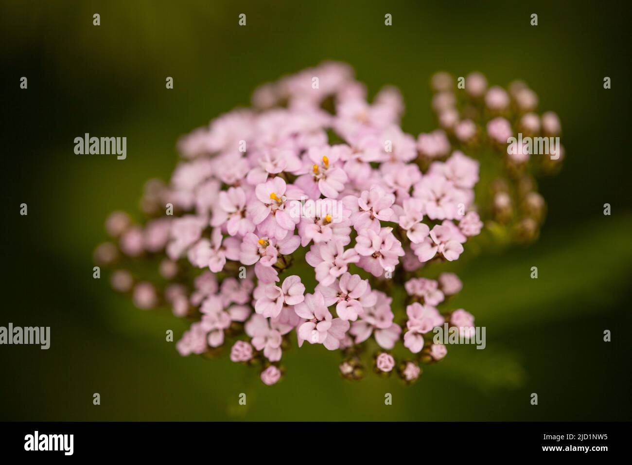 Pink flowers yarrow ordinary on blurred background. Stock Photo
