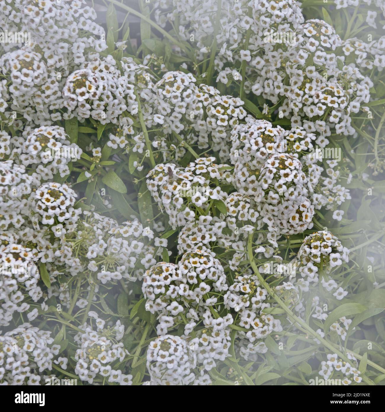 White alyssum hi-res stock photography and images - Alamy