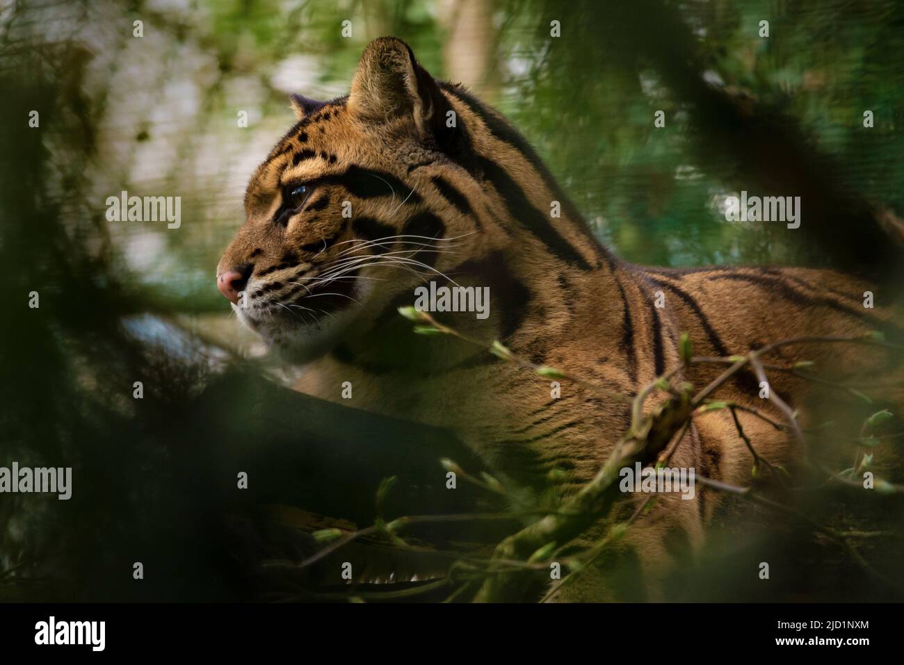 The clouded leopard perched on its branch. Conservation of endangered animal species. Beauty of nature. Stock Photo