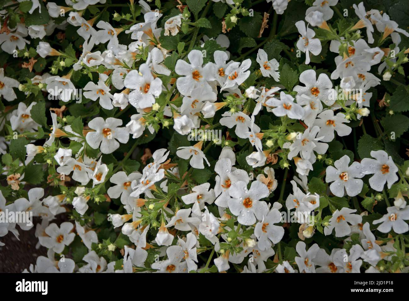 Bacopa monnieri herb plant and flower, known from Ayurveda as Brahmi. Bacopa monnieri herb is in ayurveda used to support brain health and cognitive f Stock Photo