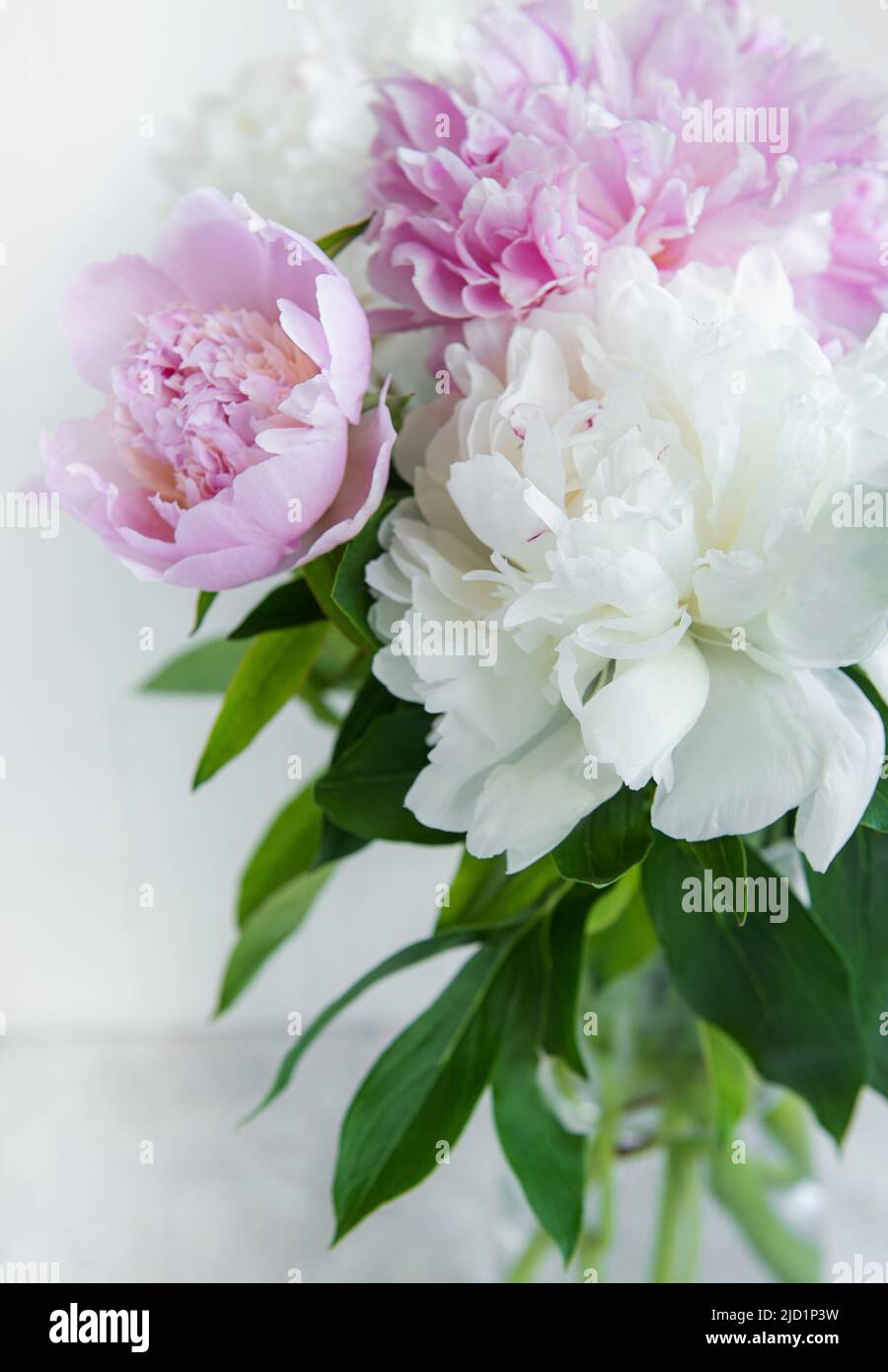 Beautiful bouquet of flowers: white and pink peonies in a vase Stock ...