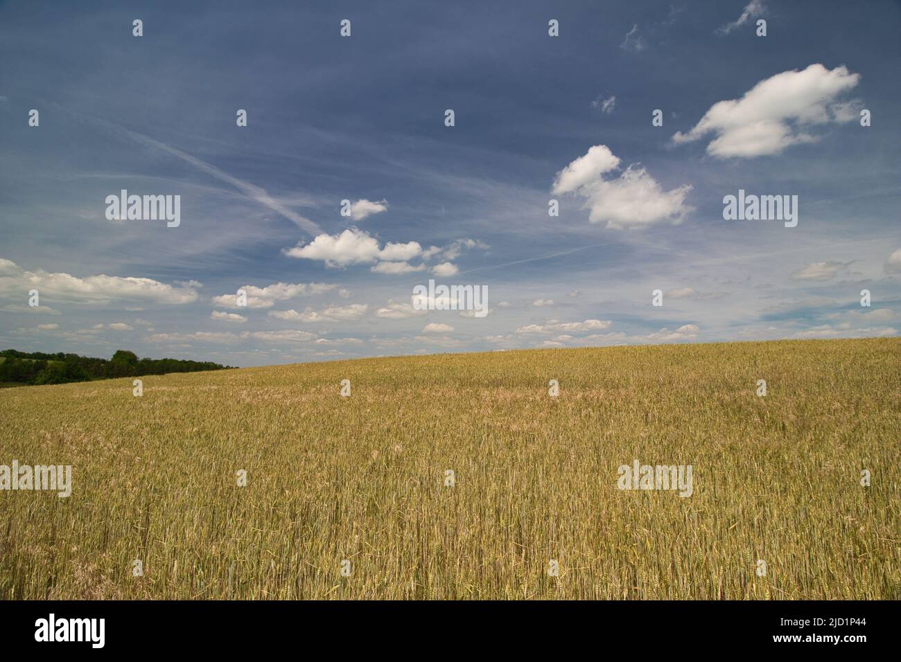 Grain field in republic hi-res stock photography and images - Alamy