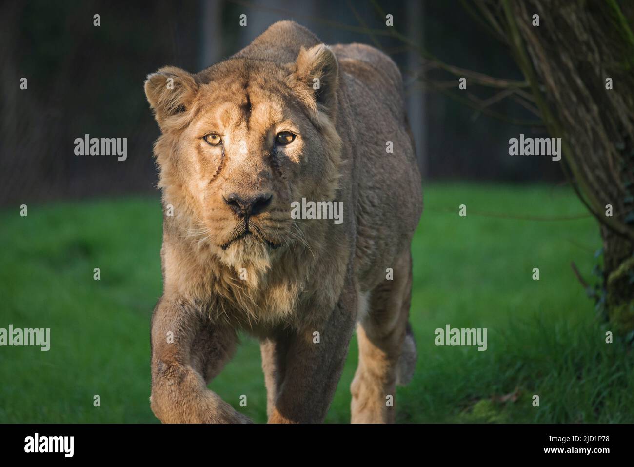 The Lioness of Asia, a pretty old lady. Beauty of nature. Conservation of species and in particular large carnivores. Animal protection. Stock Photo