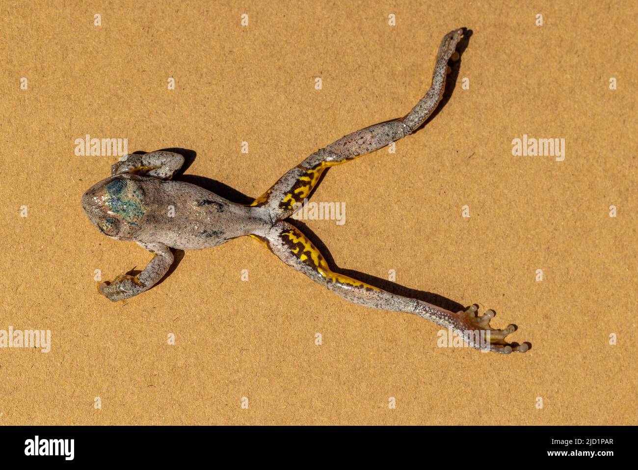 Australian Peron's Tree Frog that has recently died from confirmed Chytrid Fungus disease Stock Photo