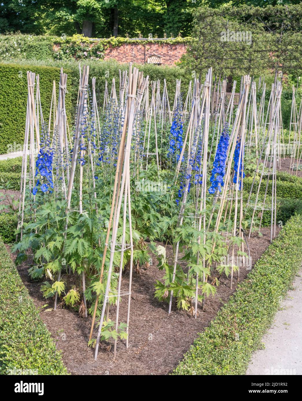 Wigwams of bamboo canes used to support delphinium plants in Alnwick Gardens, Northumberland, England, UK Stock Photo