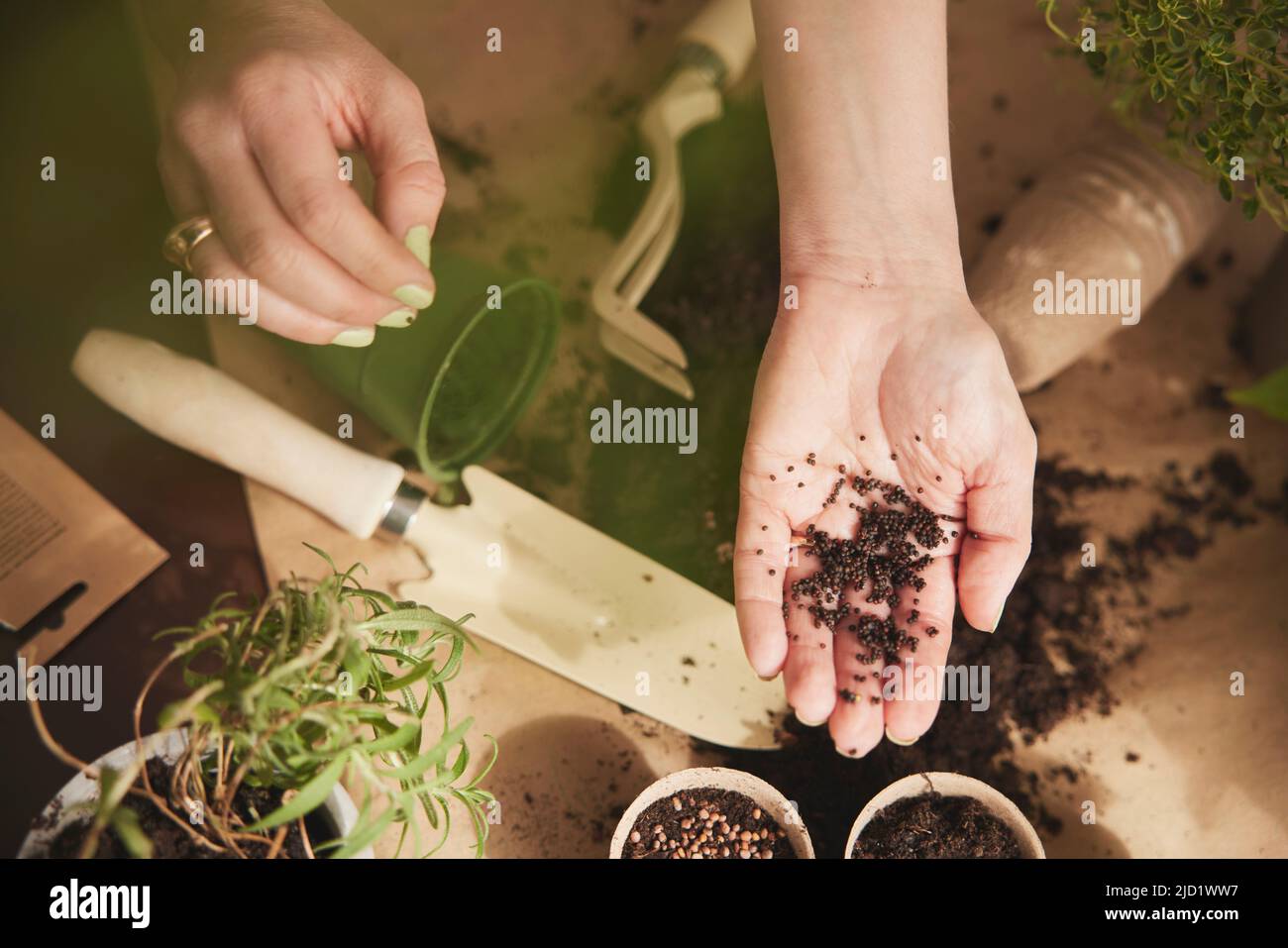 Woman planting herbs Stock Photo