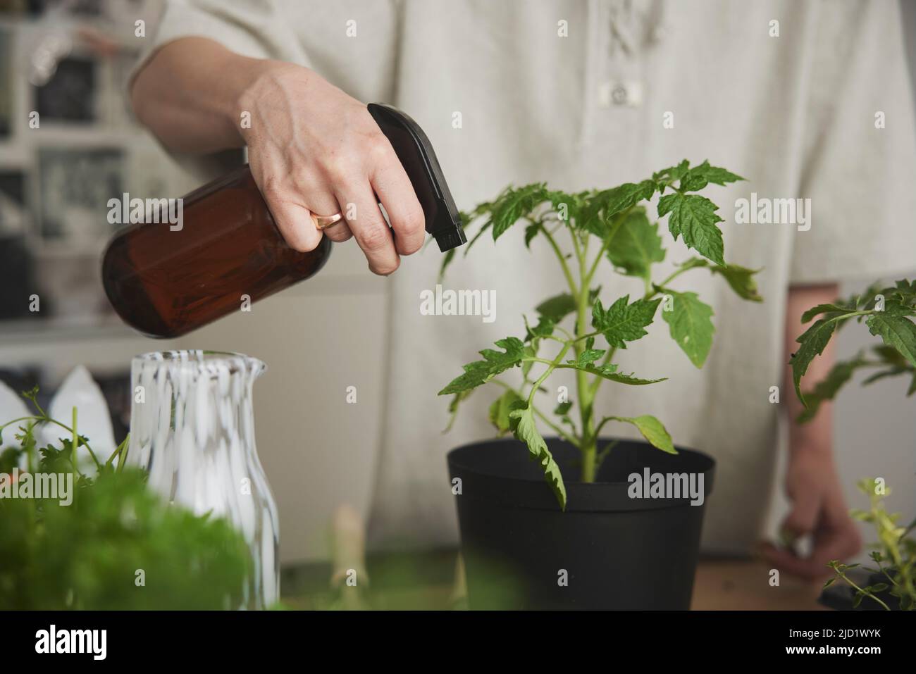 Woman spraying tomato seedling Stock Photo