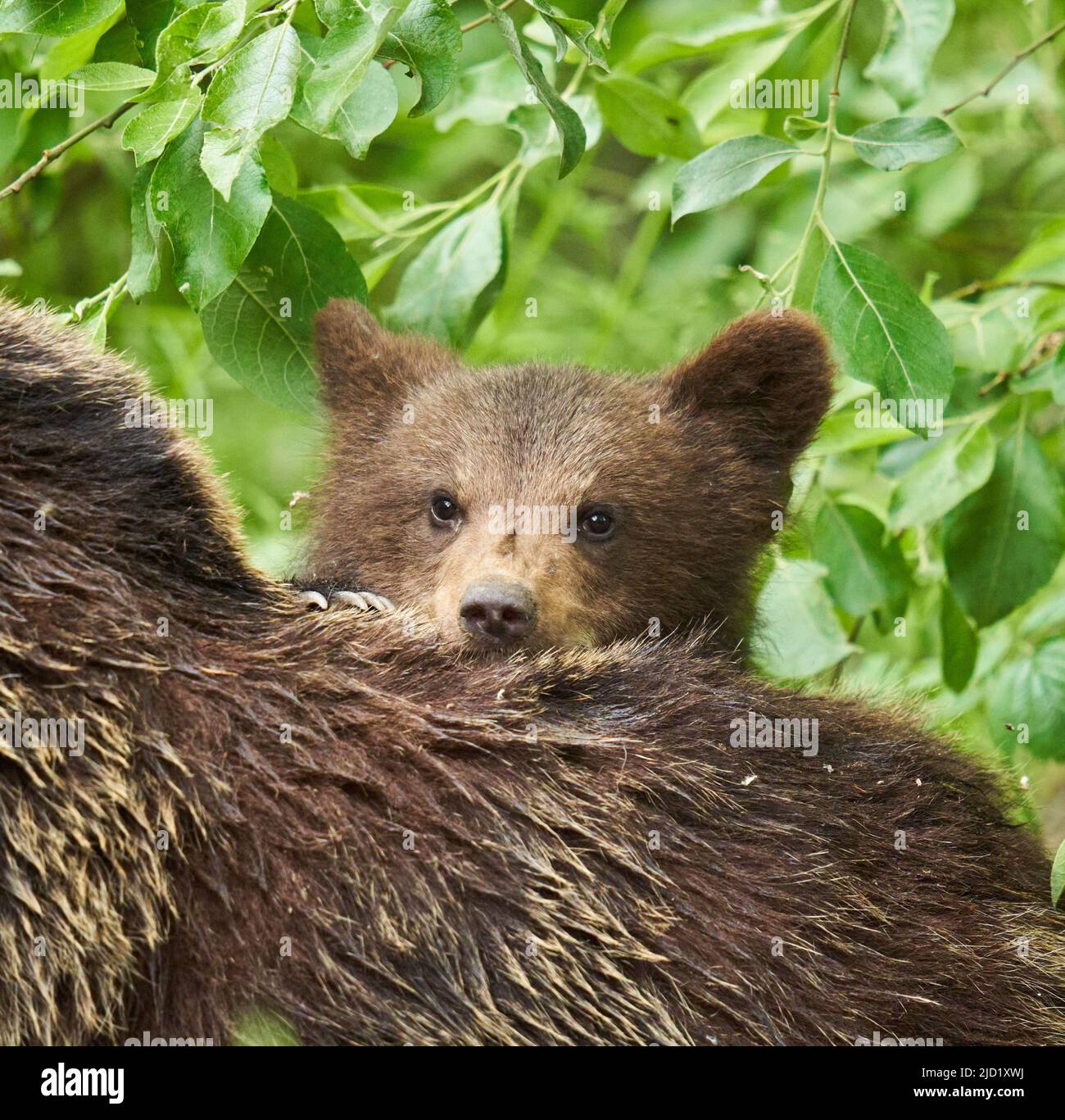 Mother bear and her cub in the forest Stock Photo