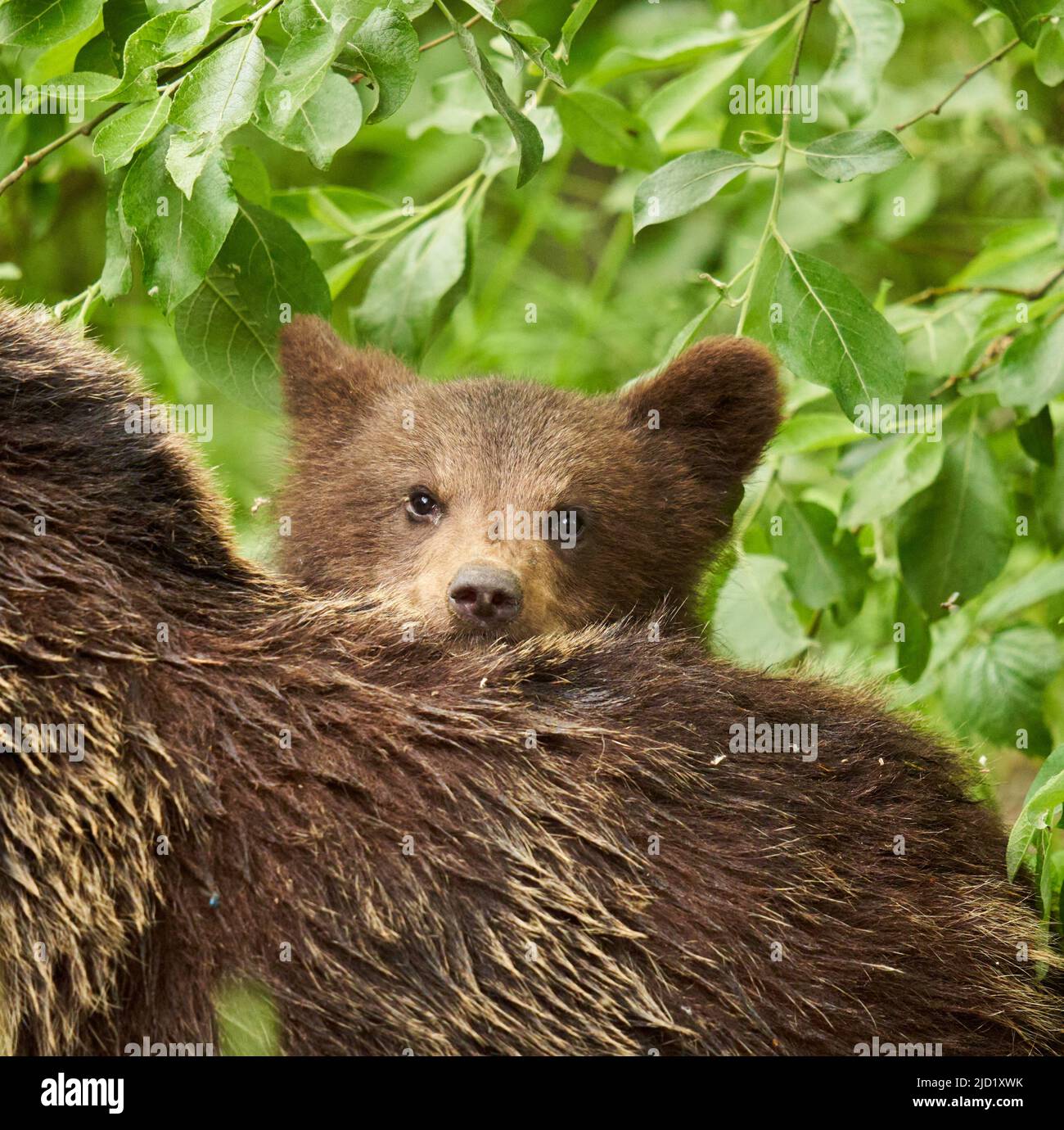 Mother bear and her cub in the forest Stock Photo - Alamy