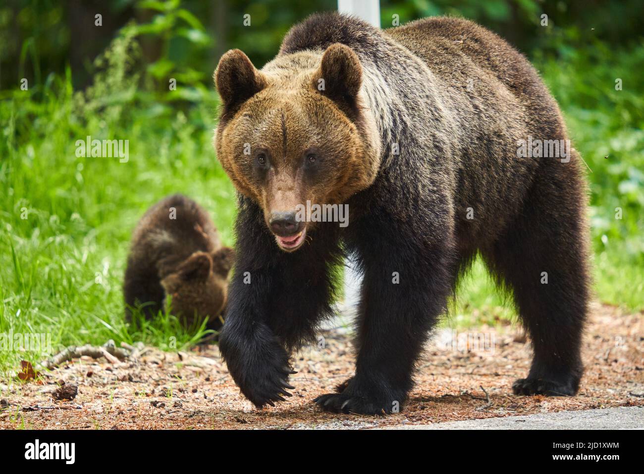 Mother bear and her cub in the forest Stock Photo