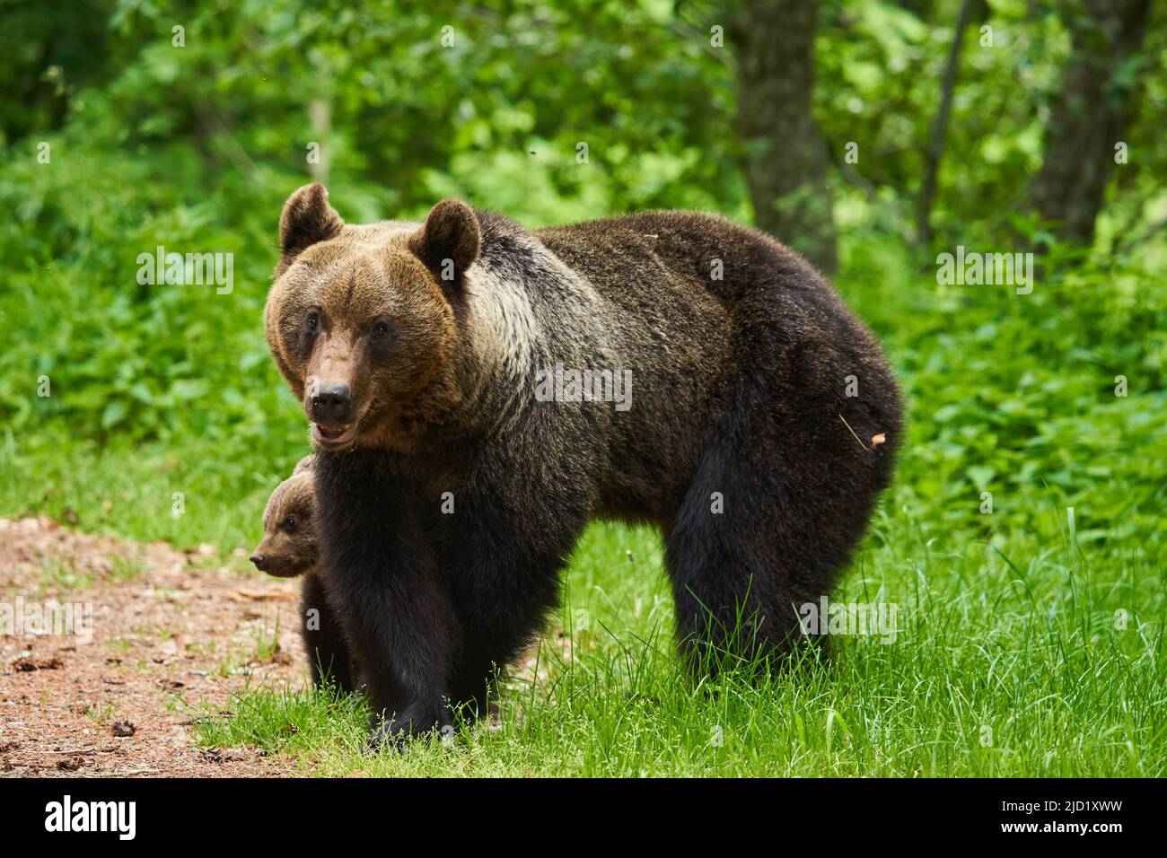 Mother bear and her cub in the forest Stock Photo - Alamy