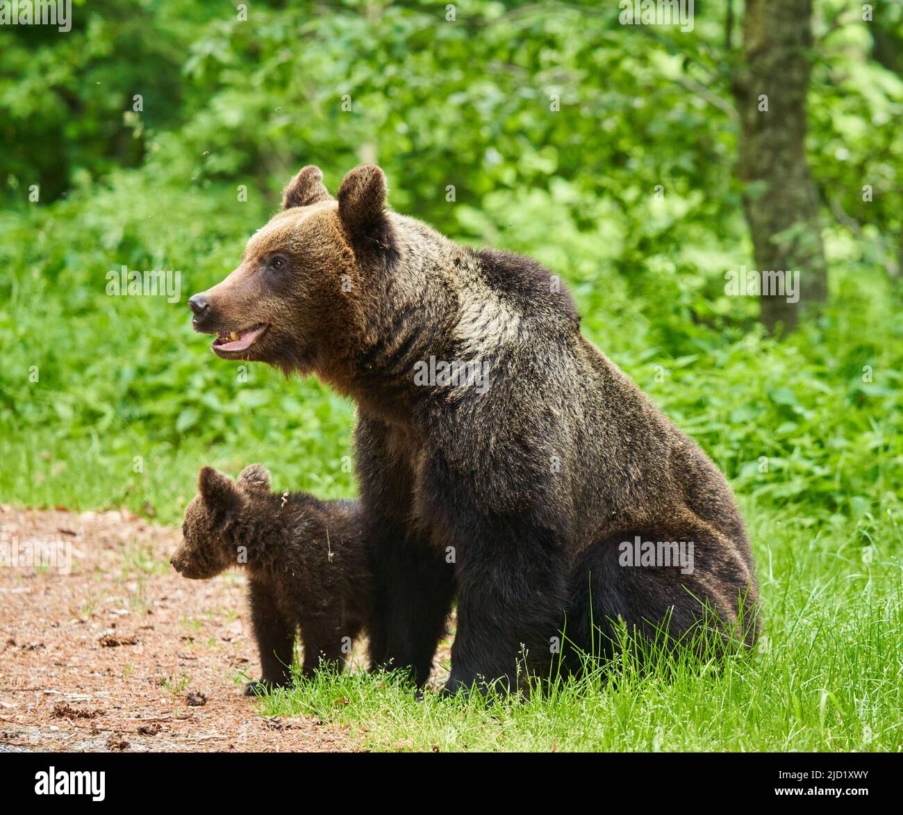 Mother bear and her cub in the forest Stock Photo - Alamy