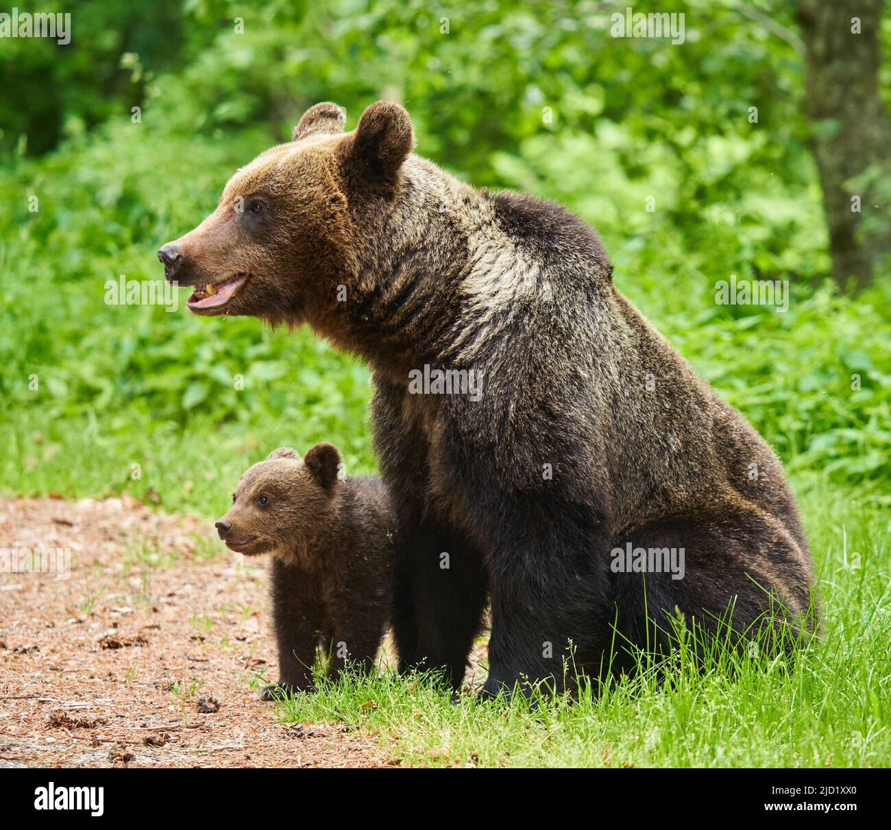 Mother bear and her cub in the forest Stock Photo - Alamy