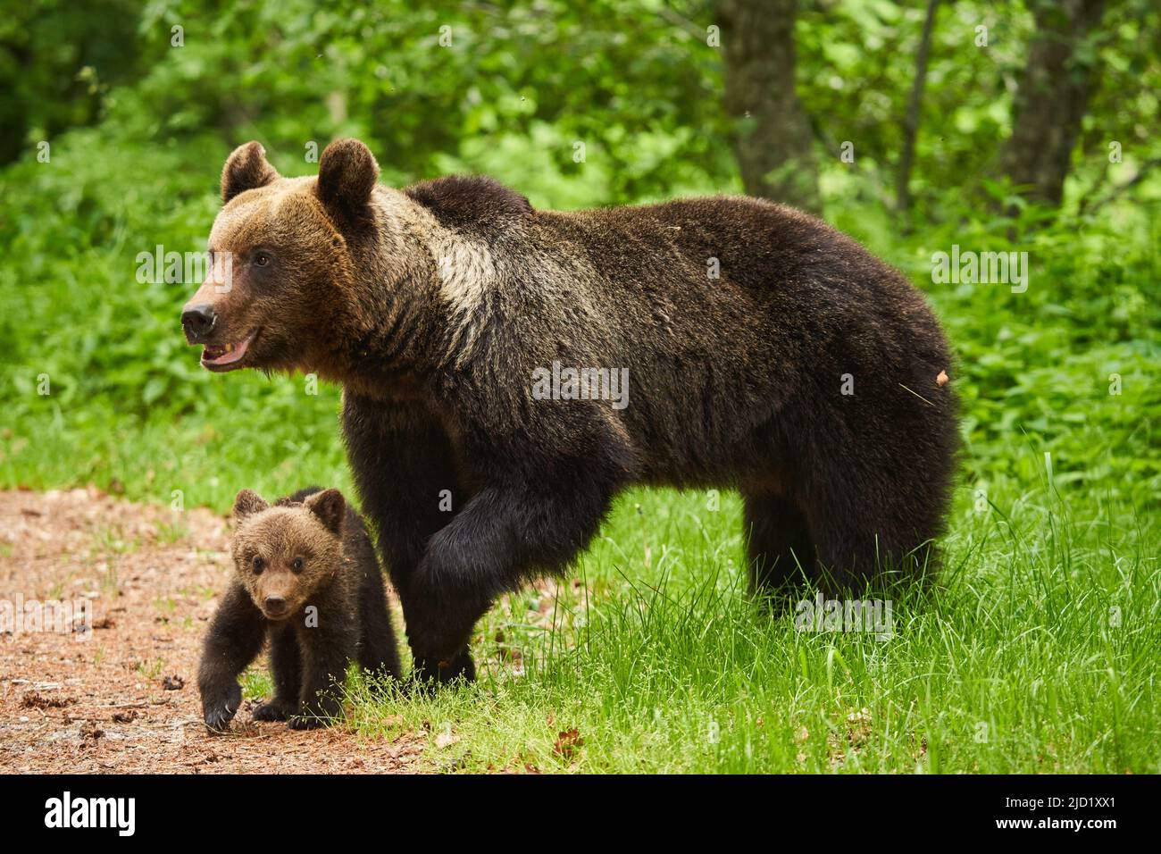 Mother bear and her cub in the forest Stock Photo - Alamy