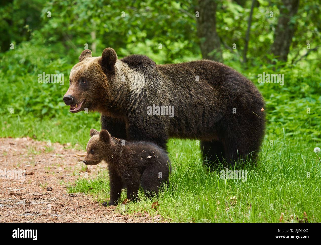Mother bear and her cub in the forest Stock Photo - Alamy