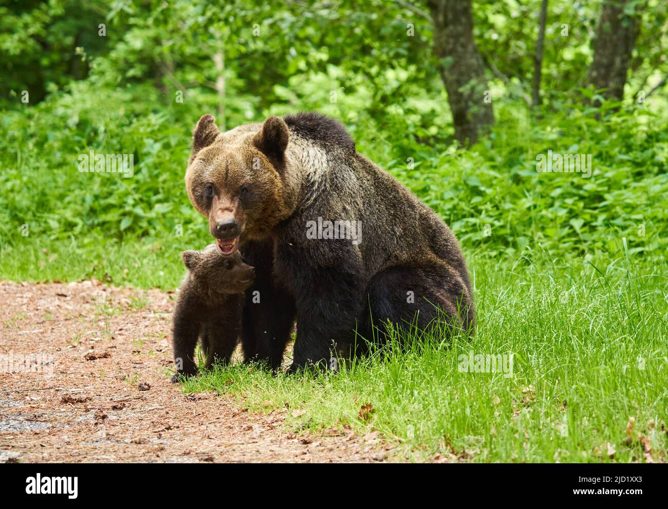 Mother bear and her cub in the forest Stock Photo - Alamy