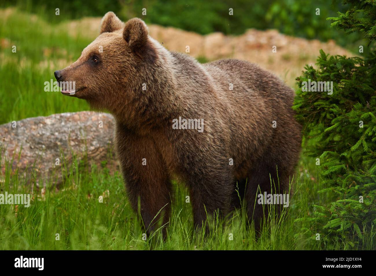 A large brown bear in the forest, apex predator Stock Photo - Alamy