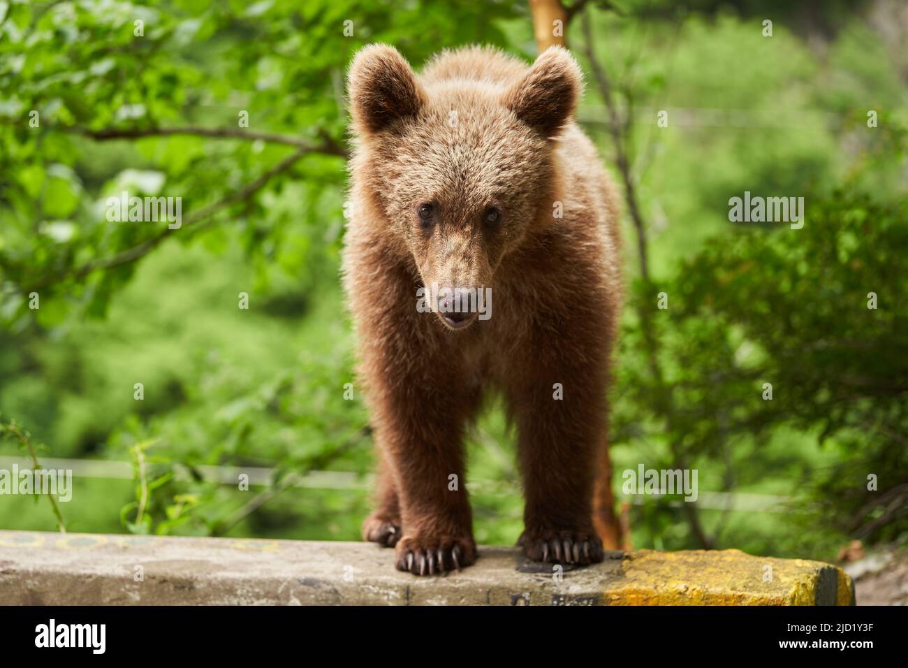 Little brown bear cub standing at the roadside Stock Photo - Alamy