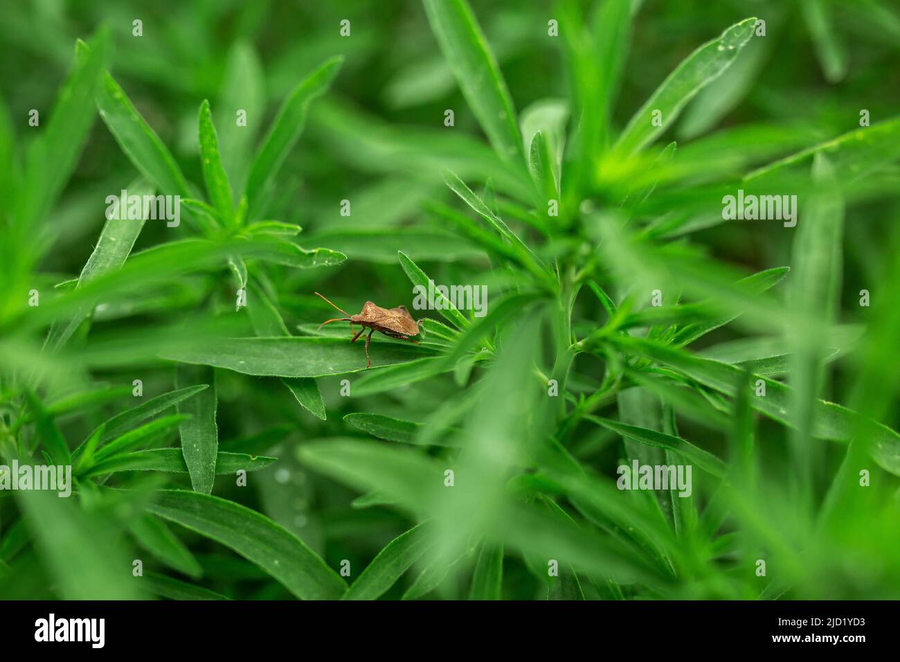 A stinkbug beetle bug sits on grass leaves Stock Photo