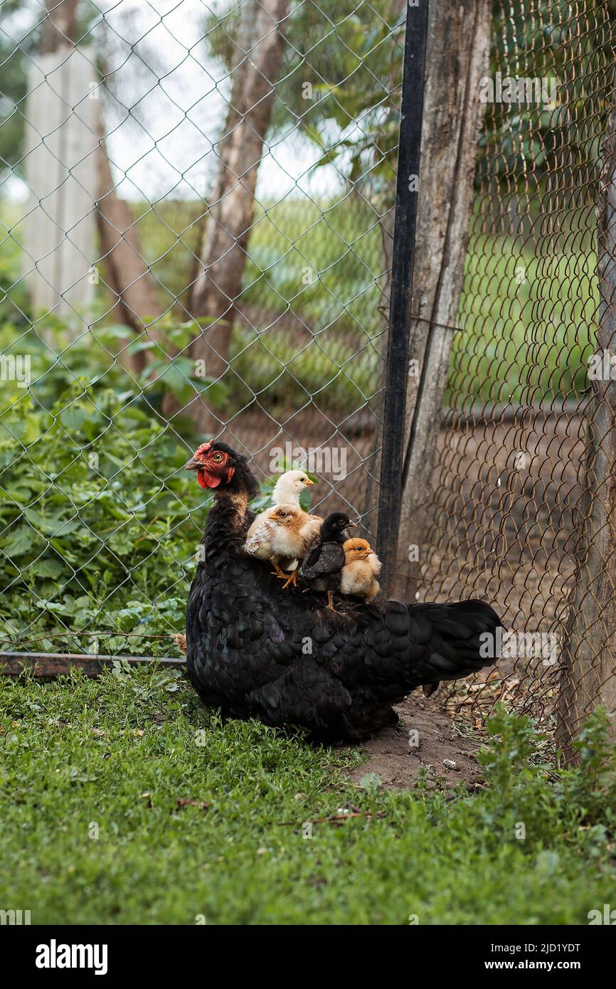 Chickens sit on top of a chicken hen, Agriculture, poultry farming