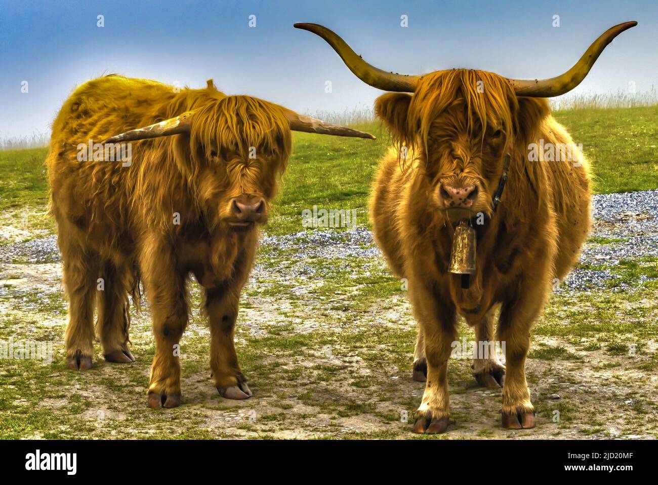 Transhumance of cattle in the Pyrenean mountains. The Highlands, long-haired cows, wandering for the summer season. Colorful animal portrait. Stock Photo