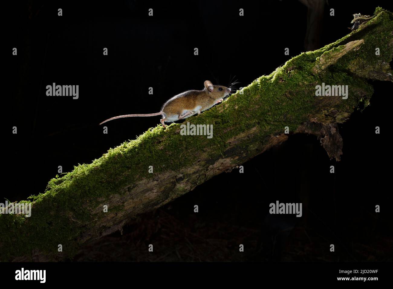 A Wood mouse Apodemus sylvaticus running up a branch in the woods at night Stock Photo