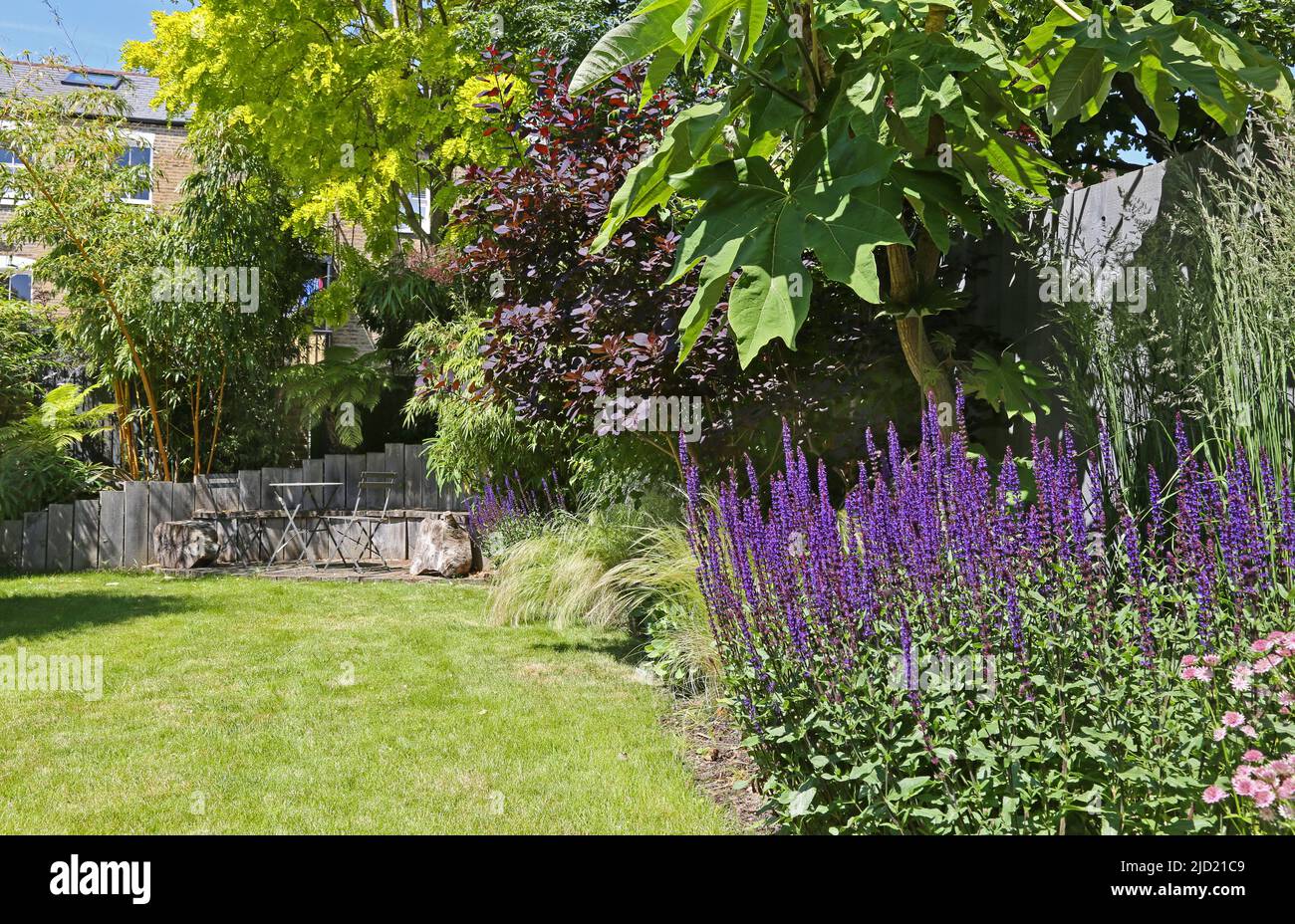 A plant-filled back garden in South London, UK. Shows timber seating area and bamboo (left), lawn, ornamental grasses and purple Salvia Nemorosa. Stock Photo