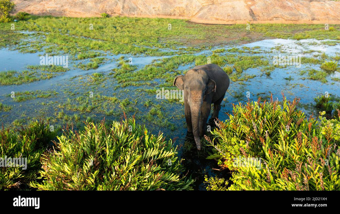 Top view of Elephant among tropical vegetation in wetlands. Arugam Bay