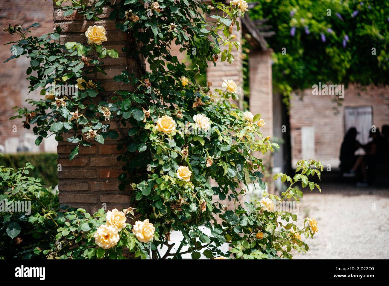 Yellow roses evergreen climbing vine shrub. Yellow Climbing Shrub Rose