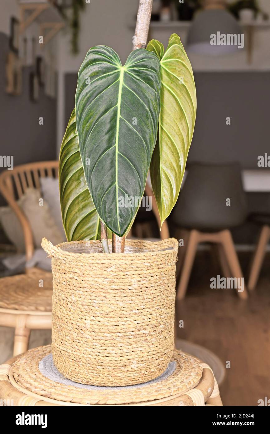 Exotic 'Philodendron Melanochrysum' houseplant with long velvet leaves in basket flower pot on table Stock Photo