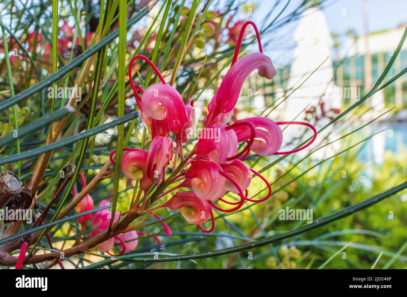 Exotic flowers of Banks' grevillea also known as Byfield waratah, red flowered silky oak and dwarf silky oak. Stock Photo