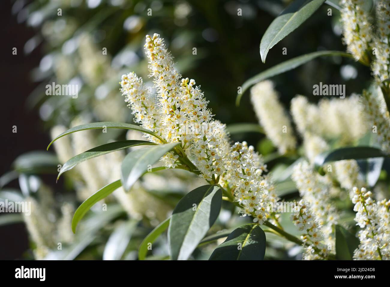 Cherry Laurel, Prunus Laurocerasus Stock Photo