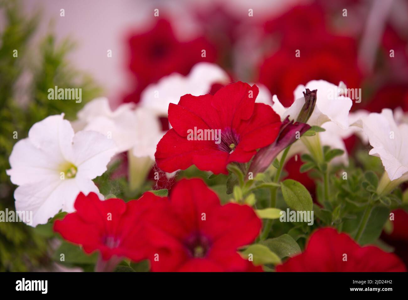 Bright petunia flowers. Background of petunia flowers Stock Photo Alamy