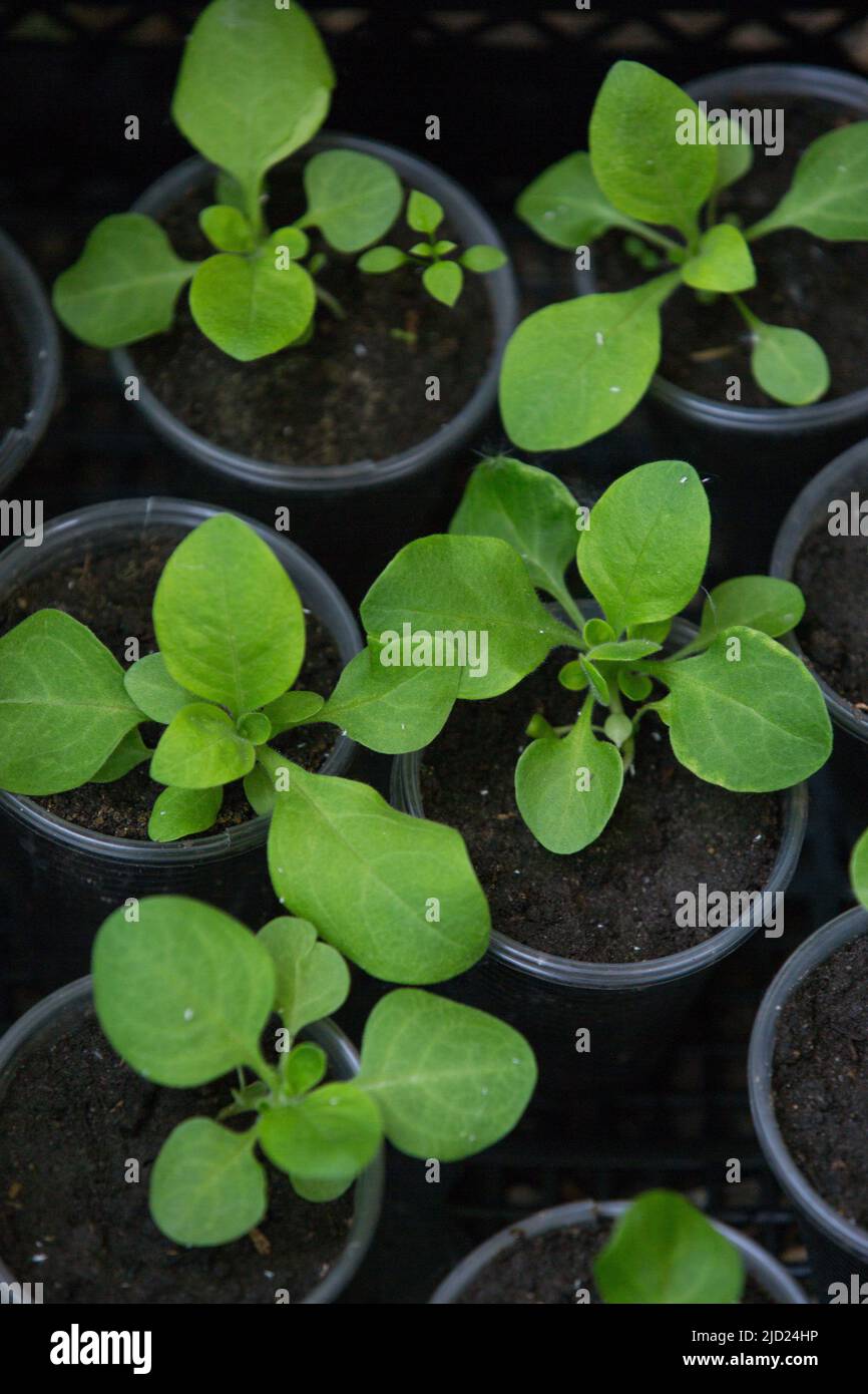 Petunia seedlings hires stock photography and images Alamy