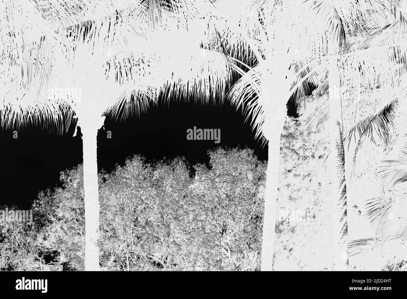 Beautiful tropical palm trees growing in the meadow in high contrast