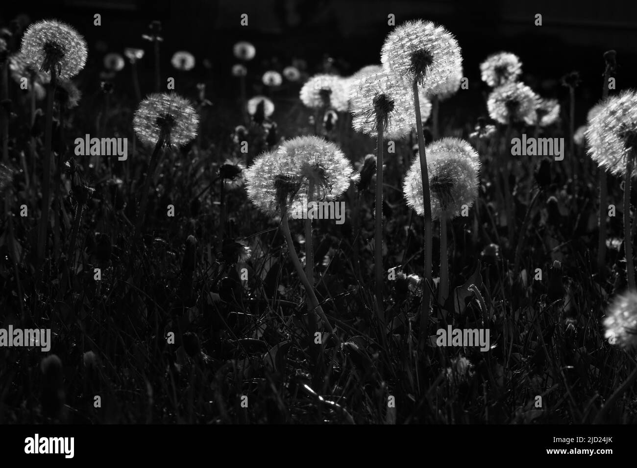 background of pattern with dandelions seed in garden Stock Photo