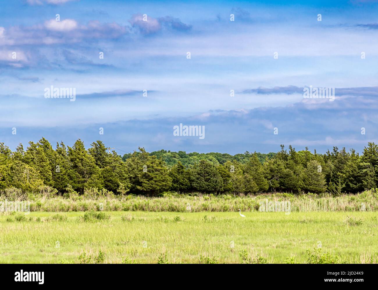 heron in a summer landscape Stock Photo