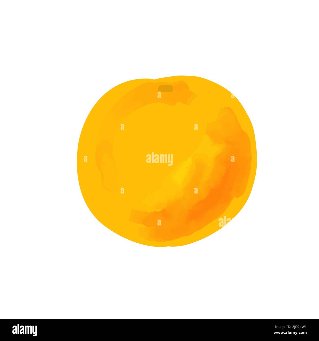 Illustration of grapefruit in a watercolor style Stock Vector Image ...