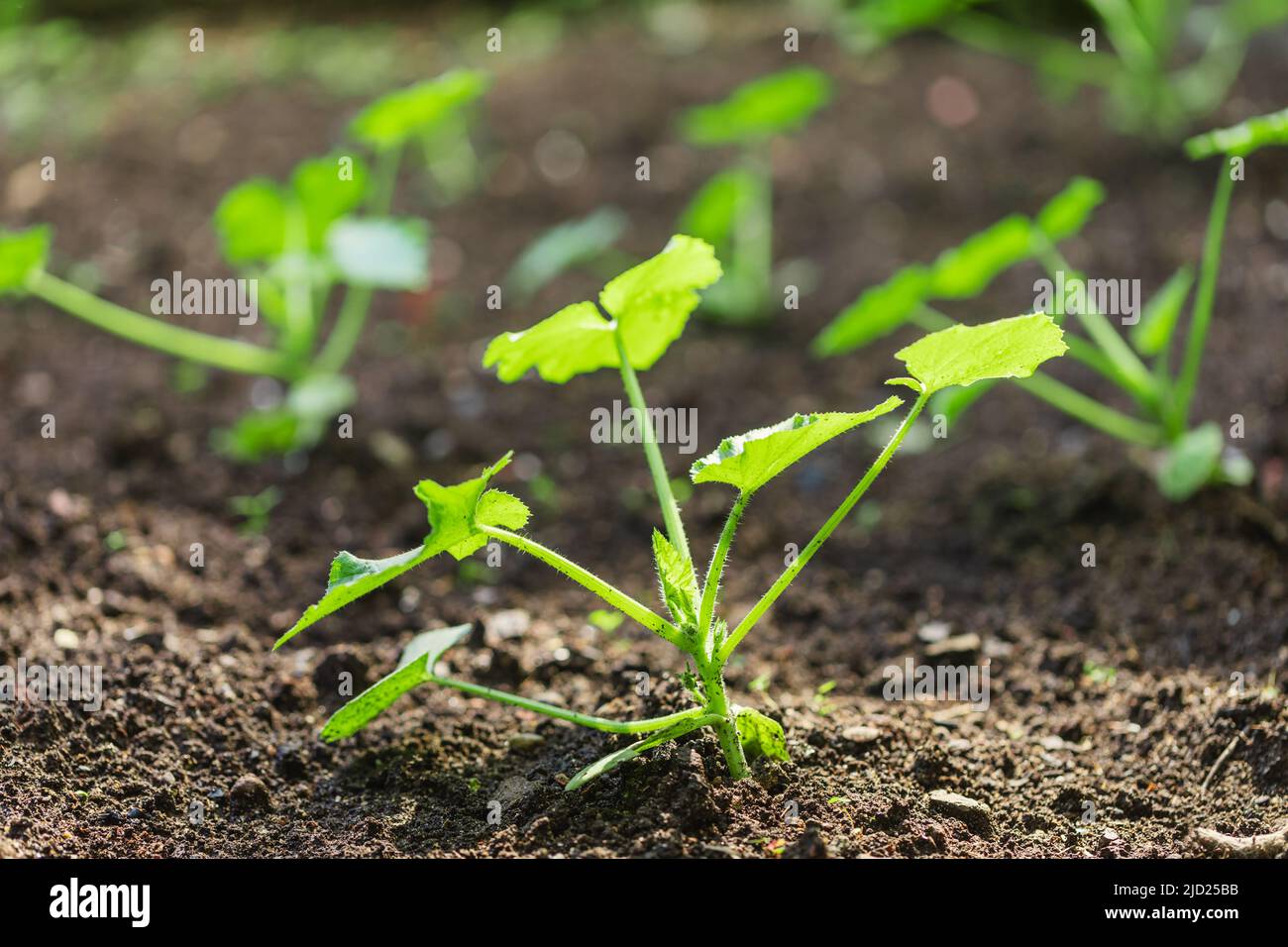 Marrow or Zucchini sprout growing in a garden seedbed homegrown