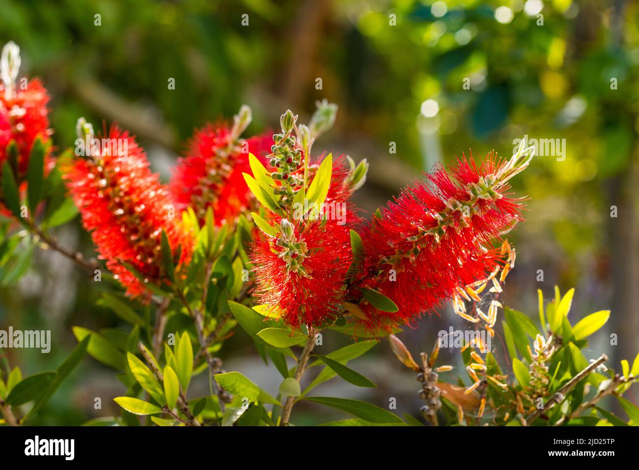 Red bottlebrush flower. Bottlebrush or Little John Dwarf Callistemon