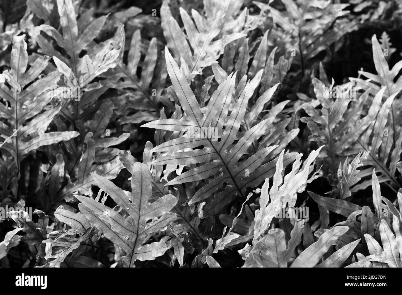 Lush tropical plants growing in the meadow in black and white Stock ...