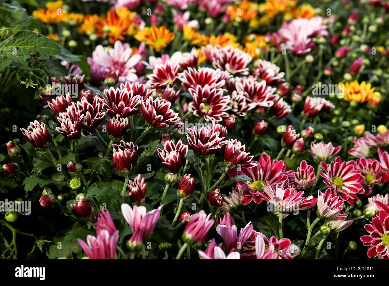 Colorful Chrysanthemum indicum plants in the garden under the sun Stock ...