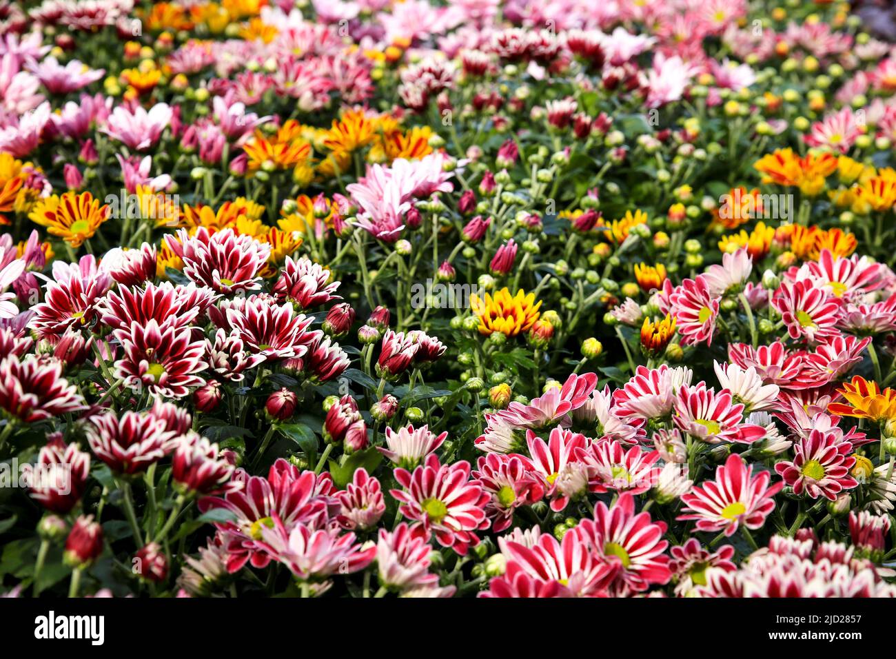 Colorful Chrysanthemum indicum plants in the garden under the sun Stock ...