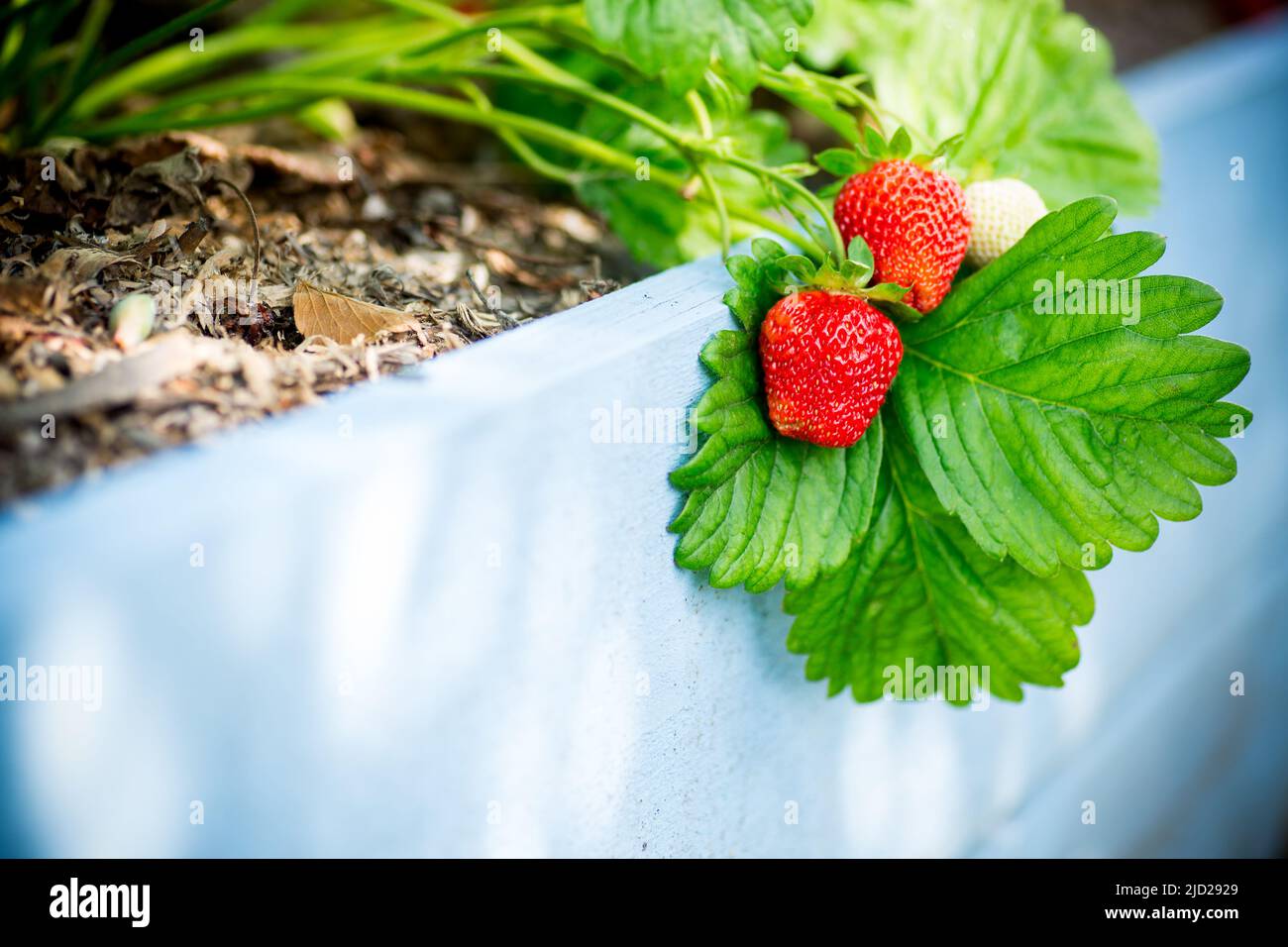Ripe red strawberries grow on a wooden garden bed outdoors Stock Photo