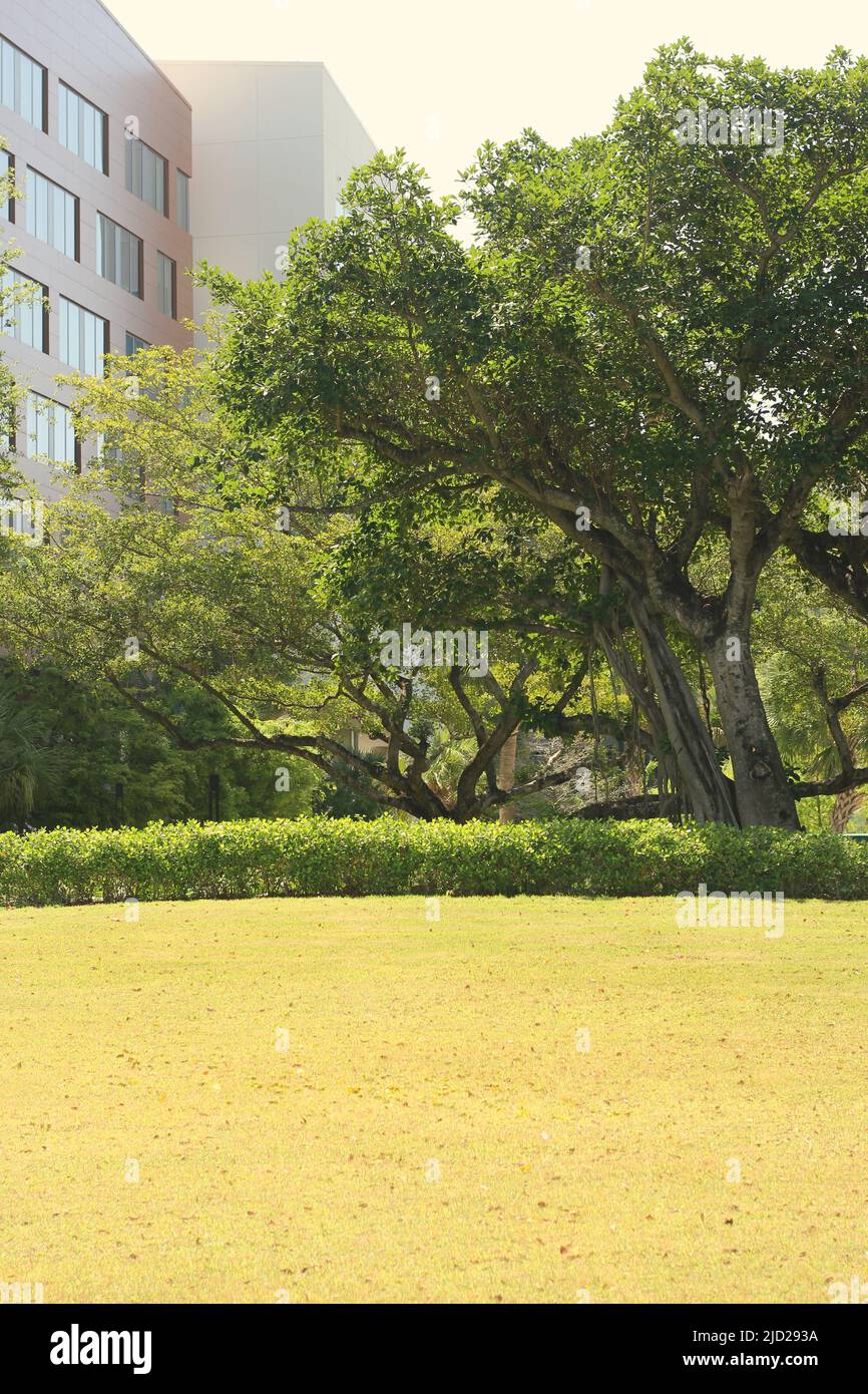 Tropical garden full of lush tropical trees growing in front of a