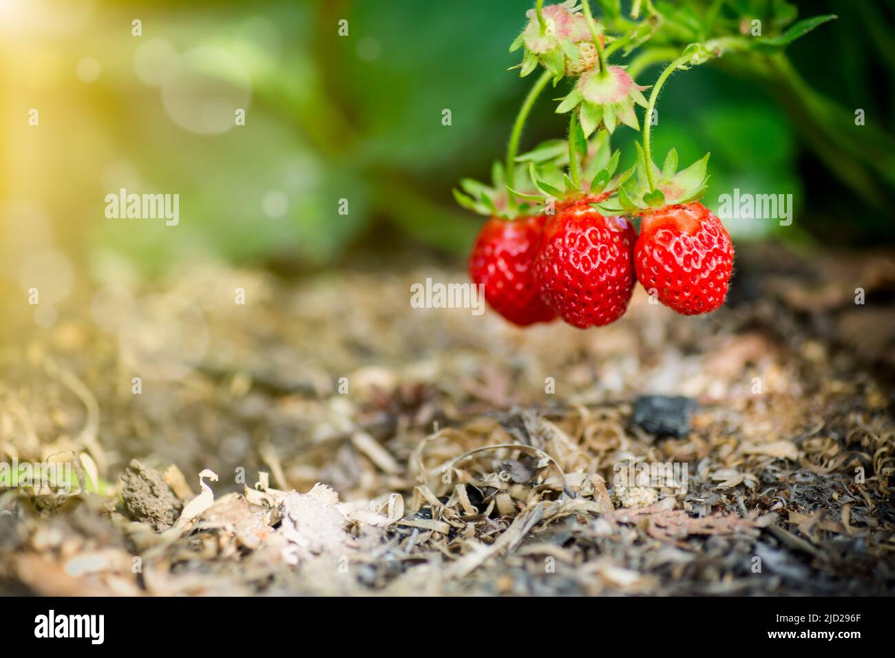 a bush of ripe red strawberries with leaves grows in the sun, outdoors. Stock Photo