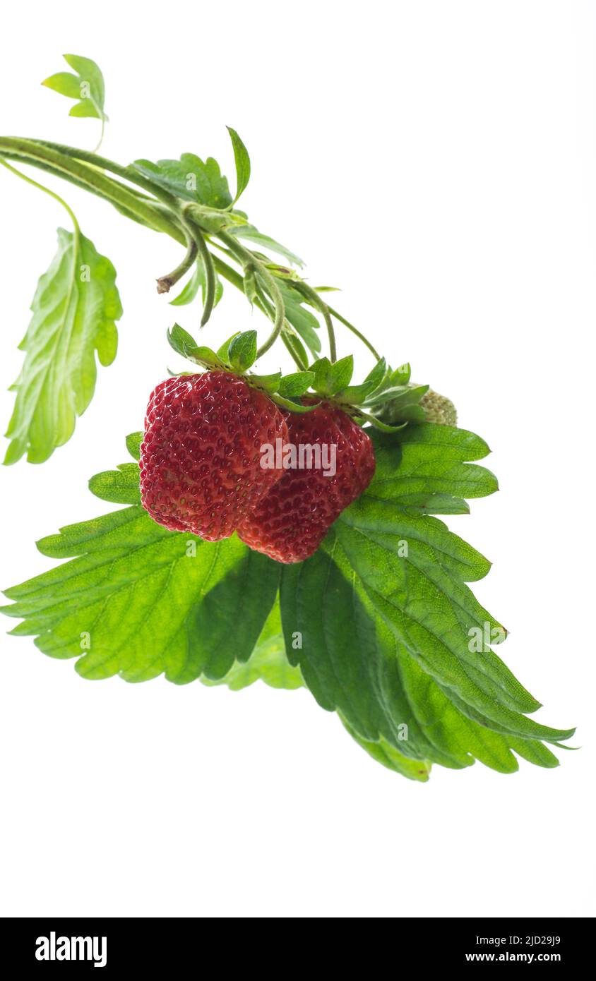Ripe juicy red strawberry isolated on white background Stock Photo - Alamy