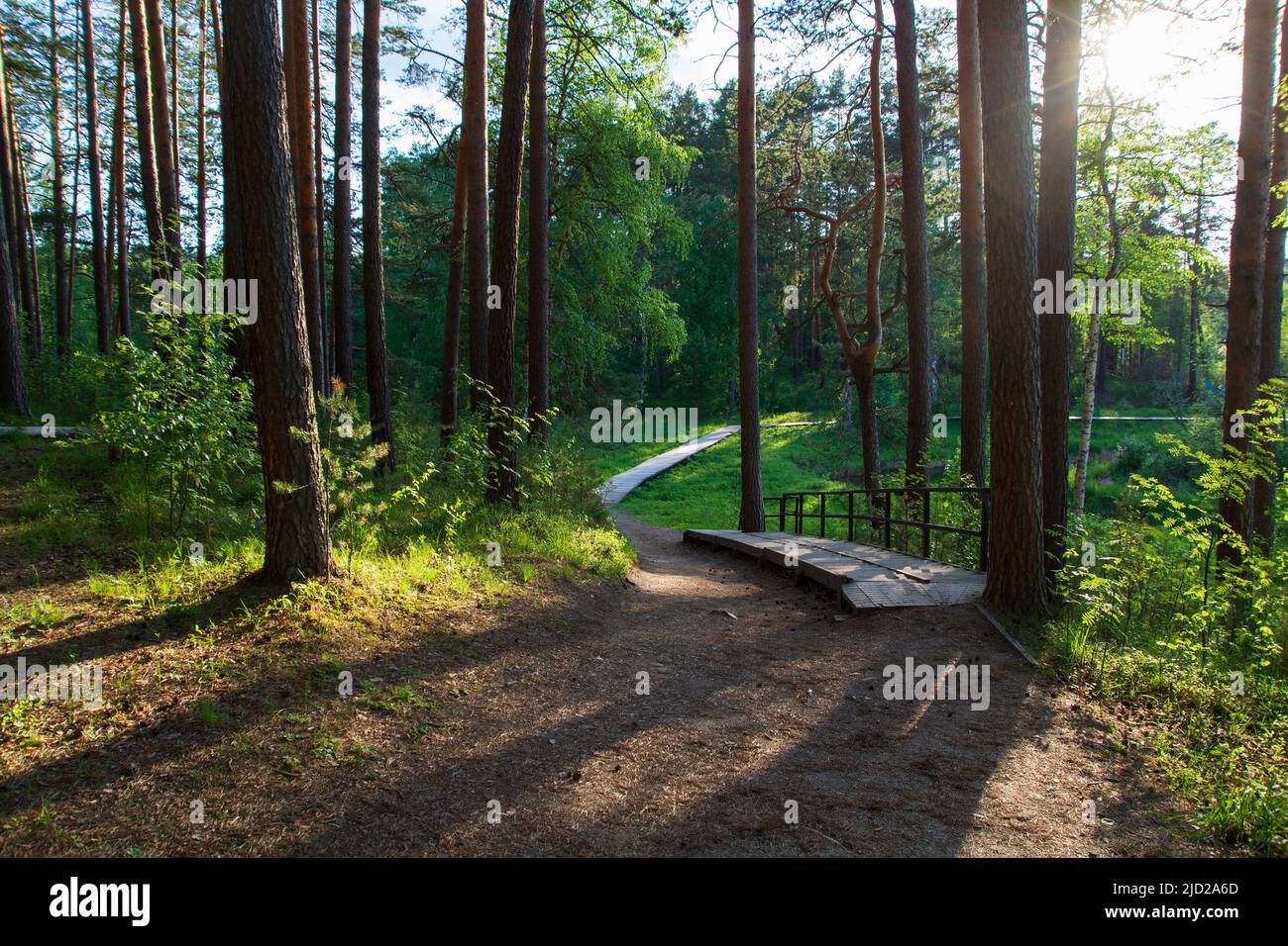 a tourist road made of wooden bars in the forest.view of the forest